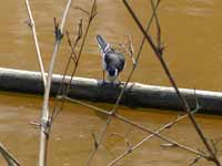 Bergeronnette grise Motacilla alba alboides