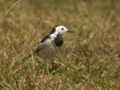 Bergeronnette de l'Amour Motacilla alba leucopsis