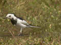 Bergeronnette de l'Amour Motacilla alba leucopsis