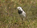 Bergeronnette de l'Amour Motacilla alba leucopsis