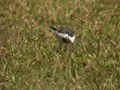 Bergeronnette de l'Amour Motacilla alba leucopsis