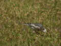 Bergeronnette de l'Amour Motacilla alba leucopsis