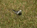 Bergeronnette de l'Amour Motacilla alba leucopsis