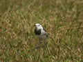 Bergeronnette de l'Amour Motacilla alba leucopsis