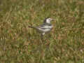 Bergeronnette de l'Amour Motacilla alba leucopsis