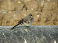 Bergeronnette de Yarrell Motacilla alba yarrellii