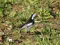 Bergeronnette de Yarrell Motacilla alba yarrellii