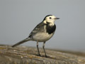 Bergeronnette grise Motacilla alba yarrellii