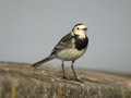 Bergeronnette grise Motacilla alba yarrellii