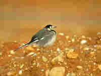 Bergeronnette grise Motacilla alba yarrellii