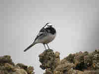 Bergeronnette grise Motacilla alba yarrellii