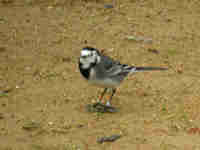 Bergeronnette grise Motacilla alba yarrellii