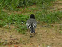 Bergeronnette grise Motacilla alba yarrellii