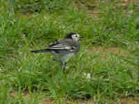 Bergeronnette grise Motacilla alba yarrellii