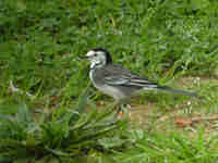 Bergeronnette grise Motacilla alba yarrellii