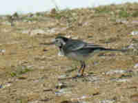 Bergeronnette grise Motacilla alba yarrellii