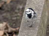 Bergeronnette grise Motacilla alba yarrellii