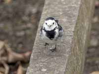 Bergeronnette grise Motacilla alba yarrellii