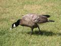 Bernache du Canada Branta canadensis minima