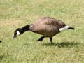 Bernache du Canada Branta canadensis minima