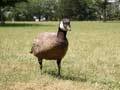 Bernache du Canada Branta canadensis minima