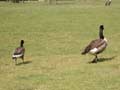 Bernache du Canada Branta canadensis minima