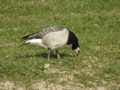 Bernache nonnette Branta leucopsis