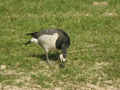 Bernache nonnette Branta leucopsis