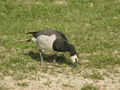 Bernache nonnette Branta leucopsis