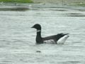 Bernache du Pacifique Branta nigricans