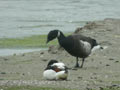 Bernache du Pacifique Branta nigricans