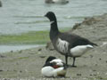 Bernache du Pacifique Branta nigricans