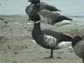 Bernache du Pacifique Branta nigricans