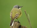 Bergeronnette printanière Motacilla þava þava x iberiae