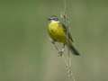 Bergeronnette printanière Motacilla flava flava x iberiae