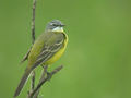 Bergeronnette printanière Motacilla flava flava x iberiae