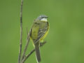 Bergeronnette printanière Motacilla flava flava x iberiae