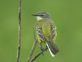 Bergeronnette printanière Motacilla flava flava x iberiae