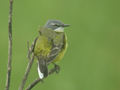 Bergeronnette printanière Motacilla flava flava x iberiae