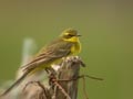 Bergeronnette þavéole Motacilla þava þavissima