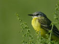 Bergeronnette printanière "centratlantique" Motacilla flava flava x iberiae