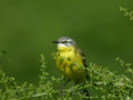 Bergeronnette printanière "centratlantique" Motacilla flava flava x iberiae