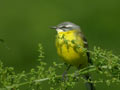 Bergeronnette printanière "centratlantique" Motacilla flava flava x iberiae