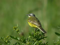 Bergeronnette printanière "centratlantique" Motacilla flava flava x iberiae