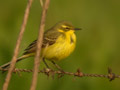 Bergeronnette þavéole Motacilla þava þavissima