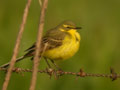 Bergeronnette þavéole Motacilla þava þavissima