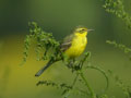 Bergeronnette þavéole Motacilla þava þavissima