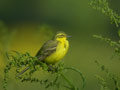 Bergeronnette þavéole Motacilla þava þavissima