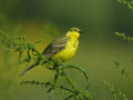 Bergeronnette þavéole Motacilla þava þavissima