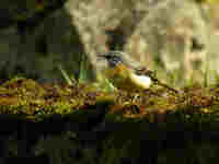 Bergeronnette des ruisseaux Motacilla cinerea